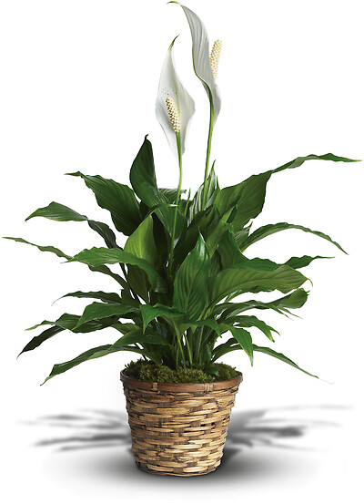 Simply Elegant Spathiphyllum